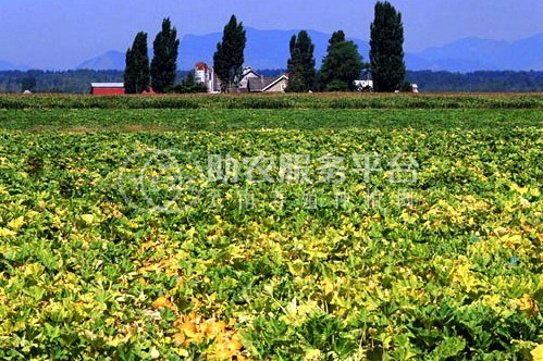 昭通巧家县马树镇兴柱南瓜种植基地 供应量 40吨图3