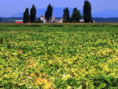 昭通巧家县马树镇兴柱南瓜种植基地 供应量 40吨图3