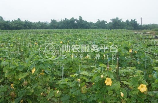 昭通巧家县马树镇兴柱南瓜种植基地 供应量 40吨图4