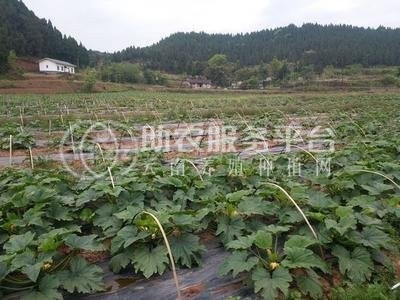 昭通巧家县马树镇兴柱南瓜种植基地 供应量 40吨图5