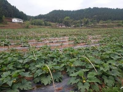 昭通巧家县马树镇兴柱南瓜种植基地 供应量 40吨图5