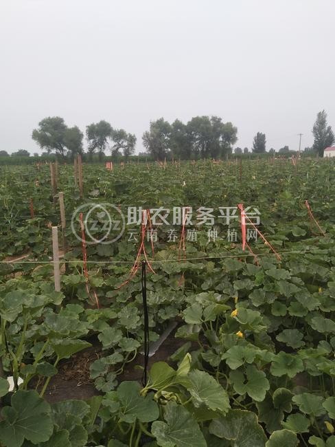 昭通巧家县马树镇兴柱南瓜种植基地 供应量 40吨图6