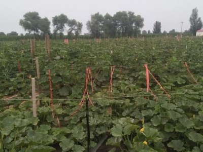 昭通巧家县马树镇兴柱南瓜种植基地 供应量 40吨图6
