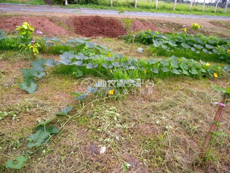 昭通巧家县马树镇兴柱南瓜种植基地 供应量 40吨图7