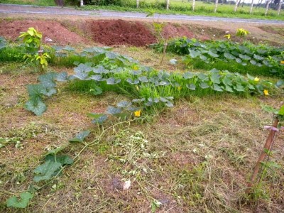 昭通巧家县马树镇兴柱南瓜种植基地 供应量 40吨图7