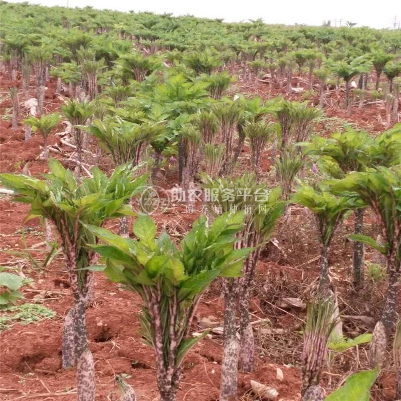 昭通永善县勇林芋头种植基地 供应量 40吨图1