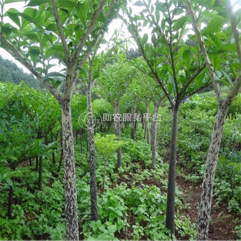 昭通永善县勇林芋头种植基地 供应量 40吨图2