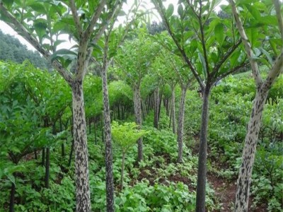 昭通永善县勇林芋头种植基地 供应量 40吨图2