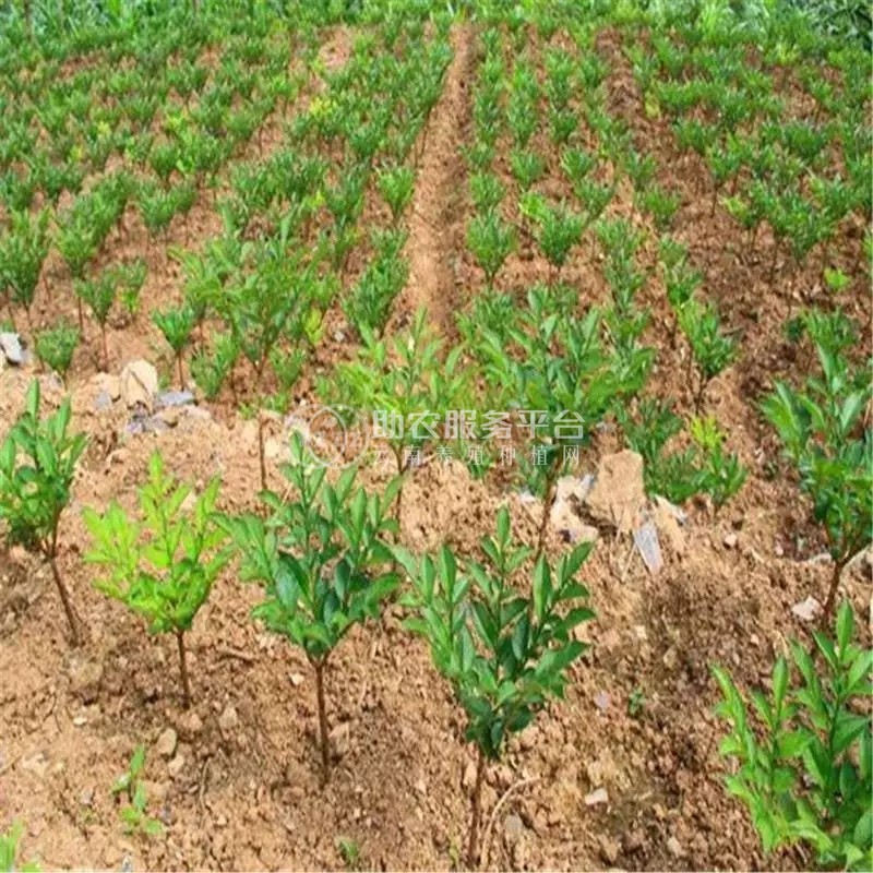 昭通永善县勇林芋头种植基地 供应量 40吨图3