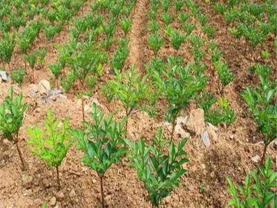 昭通永善县勇林芋头种植基地 供应量 40吨图3
