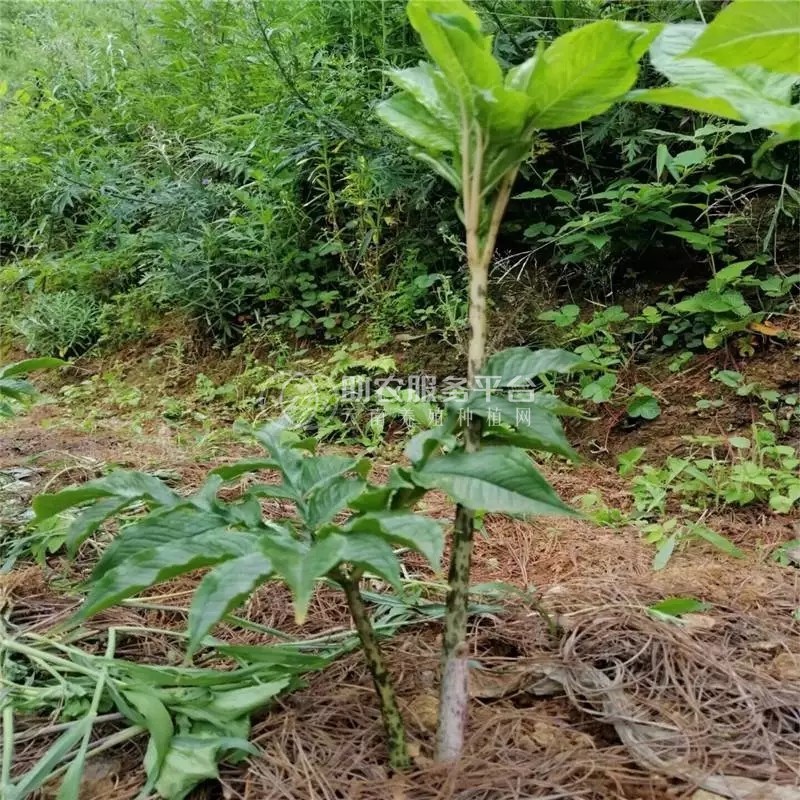 昭通永善县勇林芋头种植基地 供应量 40吨图4