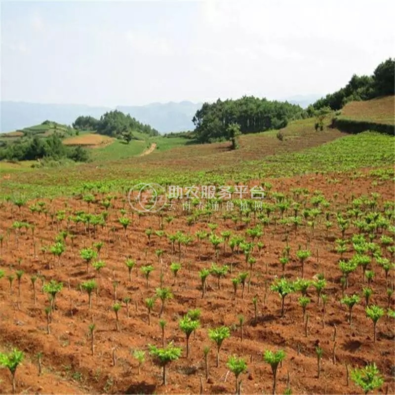 昭通永善县勇林芋头种植基地 供应量 40吨图5