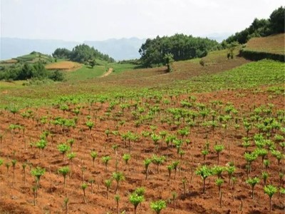 昭通永善县勇林芋头种植基地 供应量 40吨图5