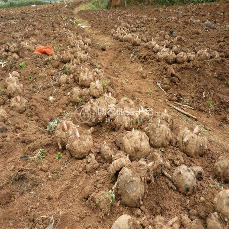 昭通永善县勇林芋头种植基地 供应量 40吨图6