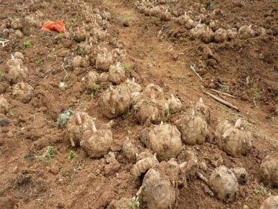 昭通永善县勇林芋头种植基地 供应量 40吨图6