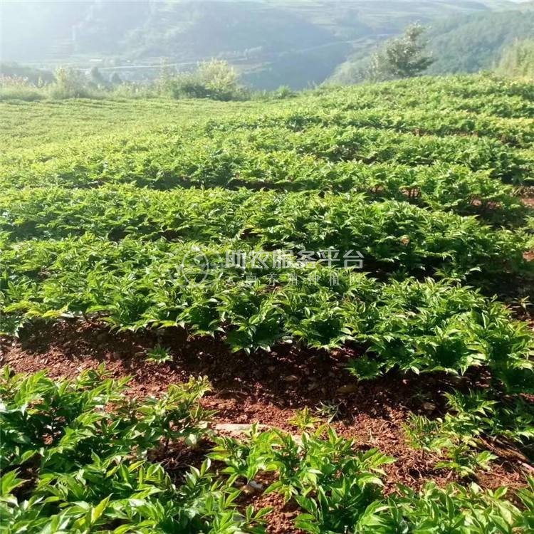 昭通永善县勇林芋头种植基地 供应量 40吨图7