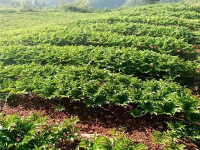 昭通永善县勇林芋头种植基地 供应量 40吨图7