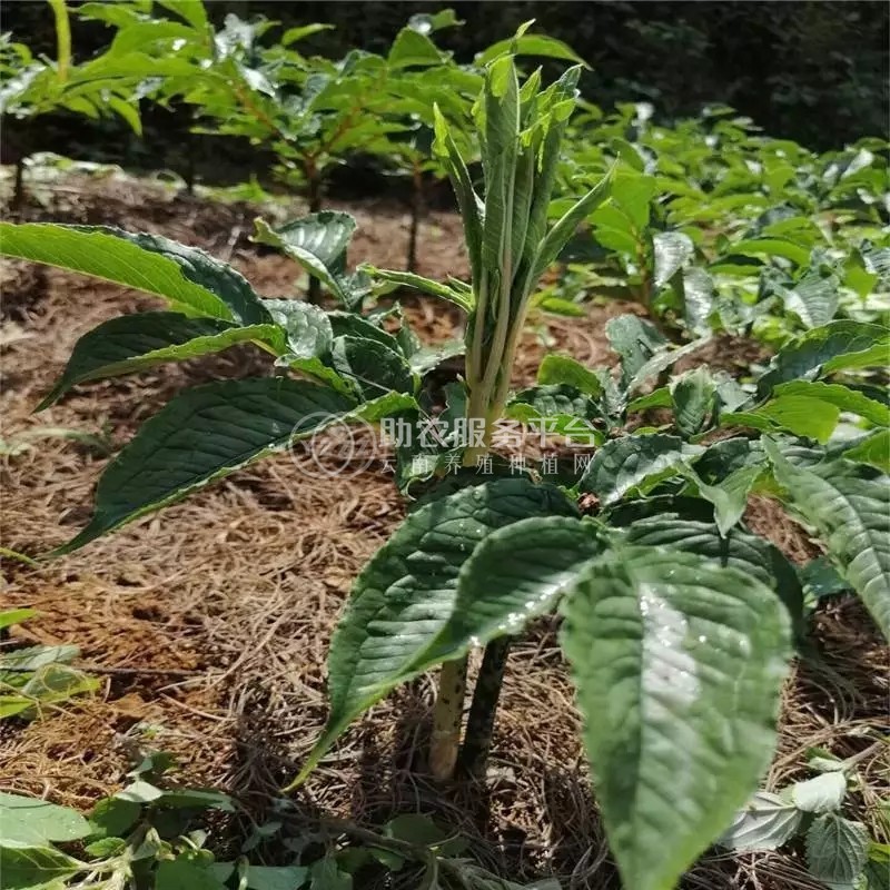 昭通永善县勇林芋头种植基地 供应量 40吨图8