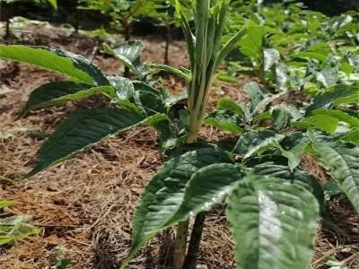 昭通永善县勇林芋头种植基地 供应量 40吨图8