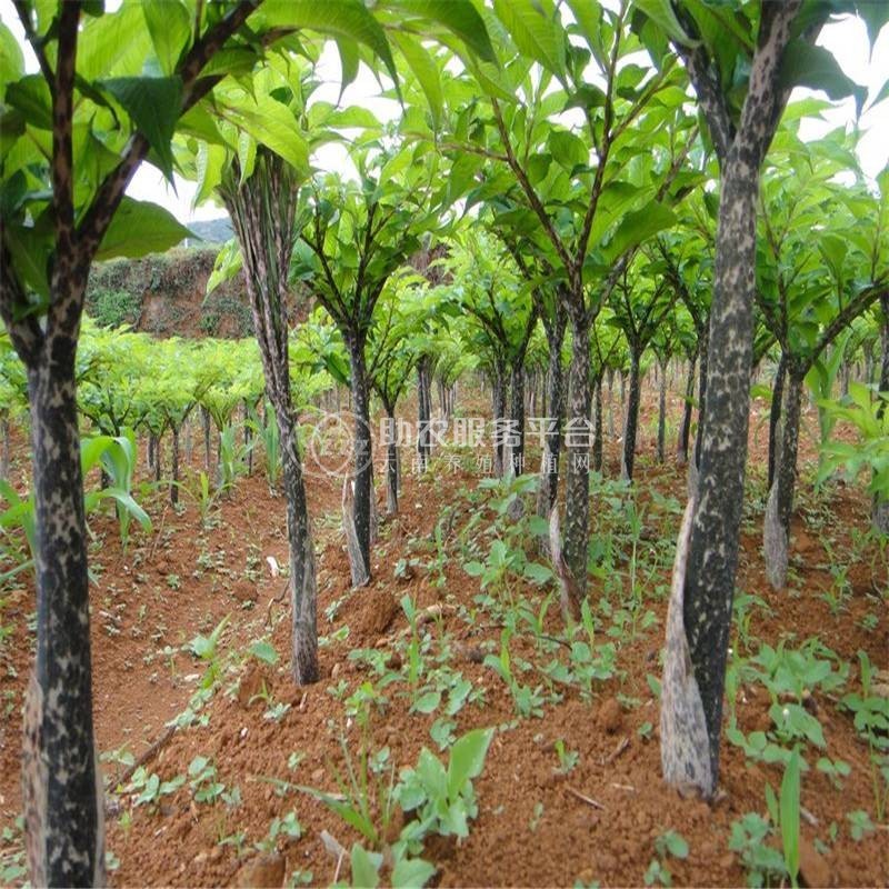 昭通永善县勇林芋头种植基地 供应量 40吨图9