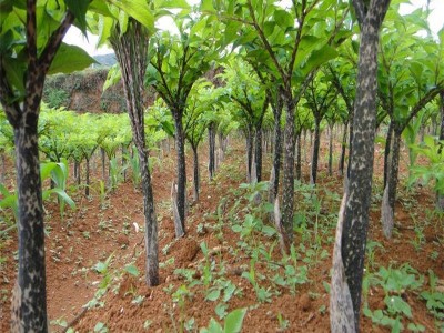 昭通永善县勇林芋头种植基地 供应量 40吨图9