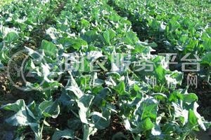 昭通大关县天星镇海马登智西蓝花种植基地 供应量 50吨图1