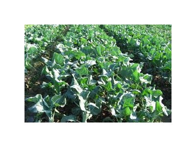 昭通大关县天星镇海马登智西蓝花种植基地 供应量 50吨