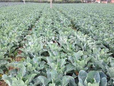 昭通大关县天星镇海马登智西蓝花种植基地 供应量 50吨图2