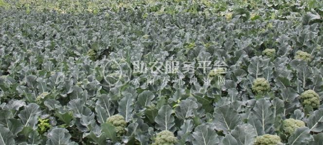 昭通大关县天星镇海马登智西蓝花种植基地 供应量 50吨图3