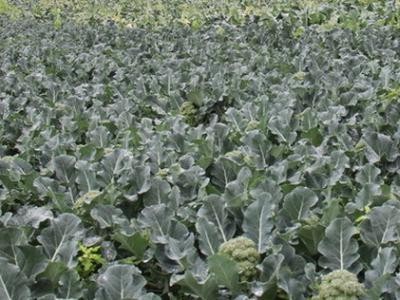 昭通大关县天星镇海马登智西蓝花种植基地 供应量 50吨图3