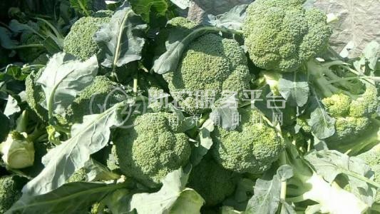 昭通大关县天星镇海马登智西蓝花种植基地 供应量 50吨图4