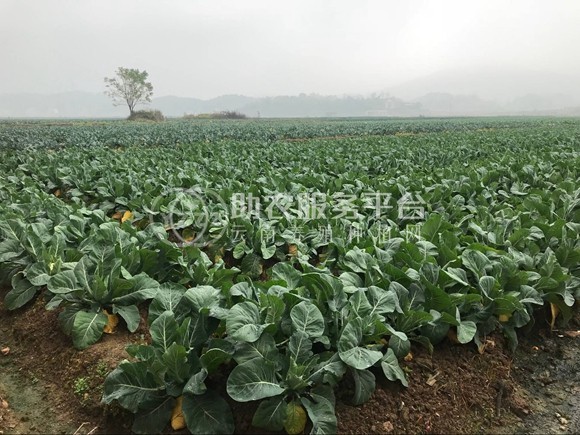 昭通大关县天星镇海马登智西蓝花种植基地 供应量 50吨图5