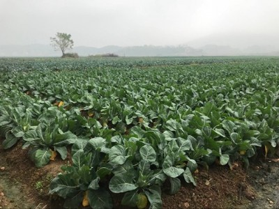 昭通大关县天星镇海马登智西蓝花种植基地 供应量 50吨图5