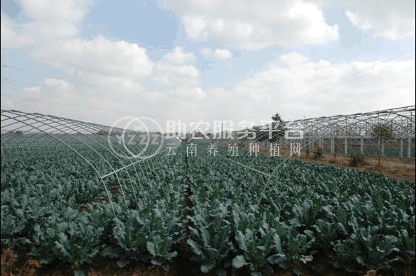 昭通大关县天星镇海马登智西蓝花种植基地 供应量 50吨图6