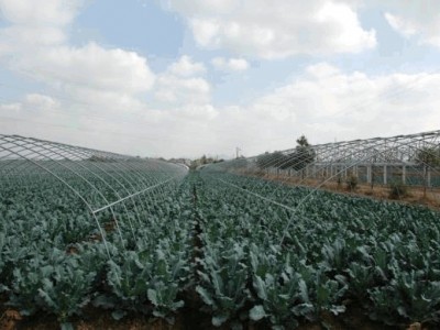 昭通大关县天星镇海马登智西蓝花种植基地 供应量 50吨图6