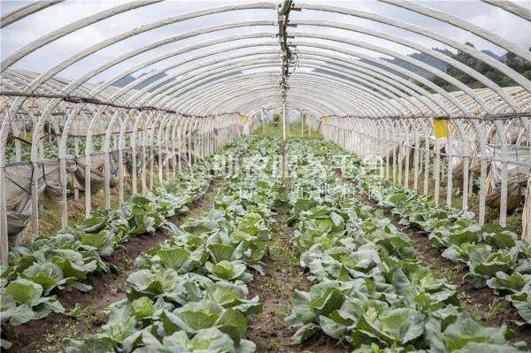 昭通大关县天星镇海马登智西蓝花种植基地 供应量 50吨图8