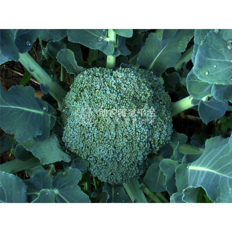 昭通大关县天星镇海马登智西蓝花种植基地 供应量 50吨图9