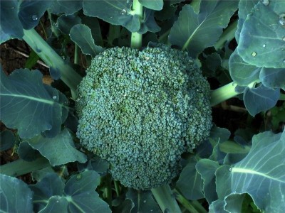 昭通大关县天星镇海马登智西蓝花种植基地 供应量 50吨图9