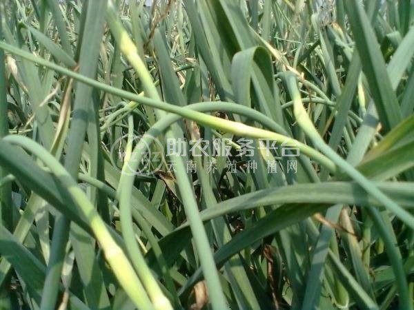 昭通大关县天星镇干文荣蒜薹种植基地供应量 50吨图1