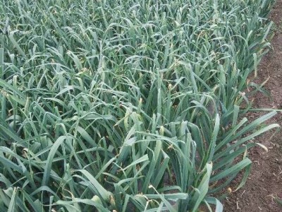 昭通大关县天星镇干文荣蒜薹种植基地供应量 50吨图2
