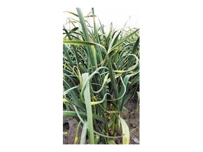 昭通大关县天星镇干文荣蒜薹种植基地供应量 50吨图3