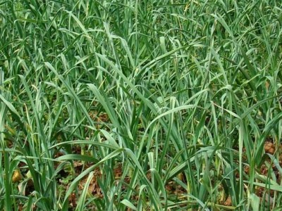 昭通大关县天星镇干文荣蒜薹种植基地供应量 50吨图4