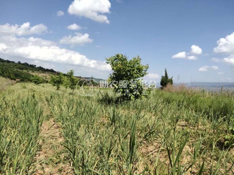 昭通大关县天星镇干文荣蒜薹种植基地供应量 50吨图5