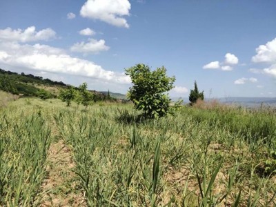 昭通大关县天星镇干文荣蒜薹种植基地供应量 50吨图5
