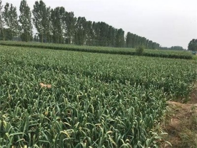 昭通大关县天星镇干文荣蒜薹种植基地供应量 50吨图6