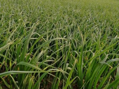 昭通大关县天星镇干文荣蒜薹种植基地供应量 50吨图7
