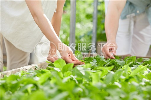 曲靖罗平县众成小油菜种植基地 供应量 30吨图2