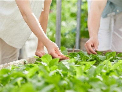 曲靖罗平县众成小油菜种植基地 供应量 30吨图2