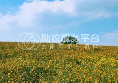 曲靖罗平县众成小油菜种植基地 供应量 30吨图3