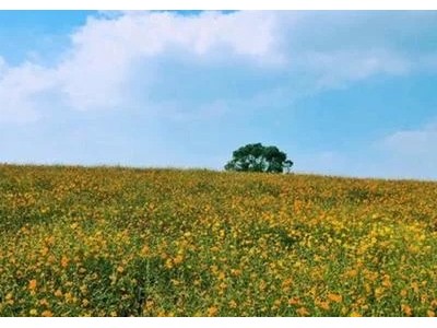 曲靖罗平县众成小油菜种植基地 供应量 30吨图3